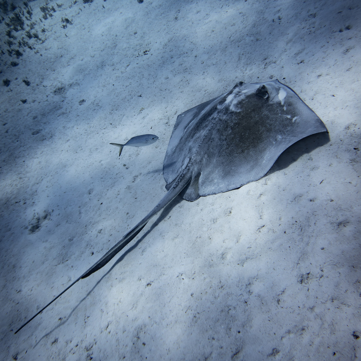 6 Experiencias buceo